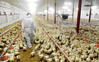 WhatsApp Image 2026-02-11 at 7.32.09 AM